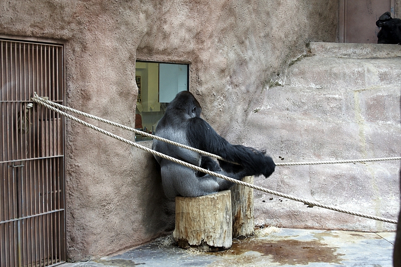 Western lowland gorilla exhibit