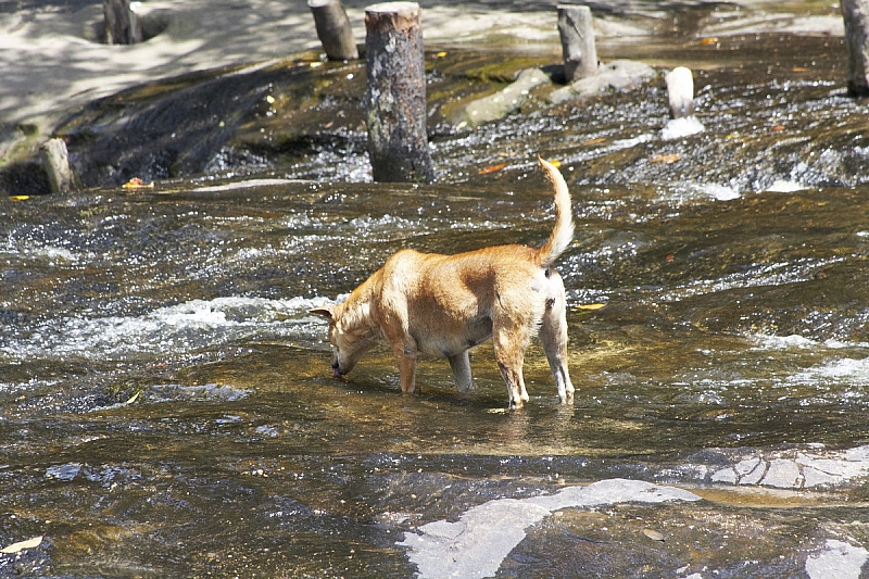 Прозрачная вода. Для Камбоджи редкость