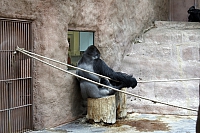 Western lowland gorilla exhibit